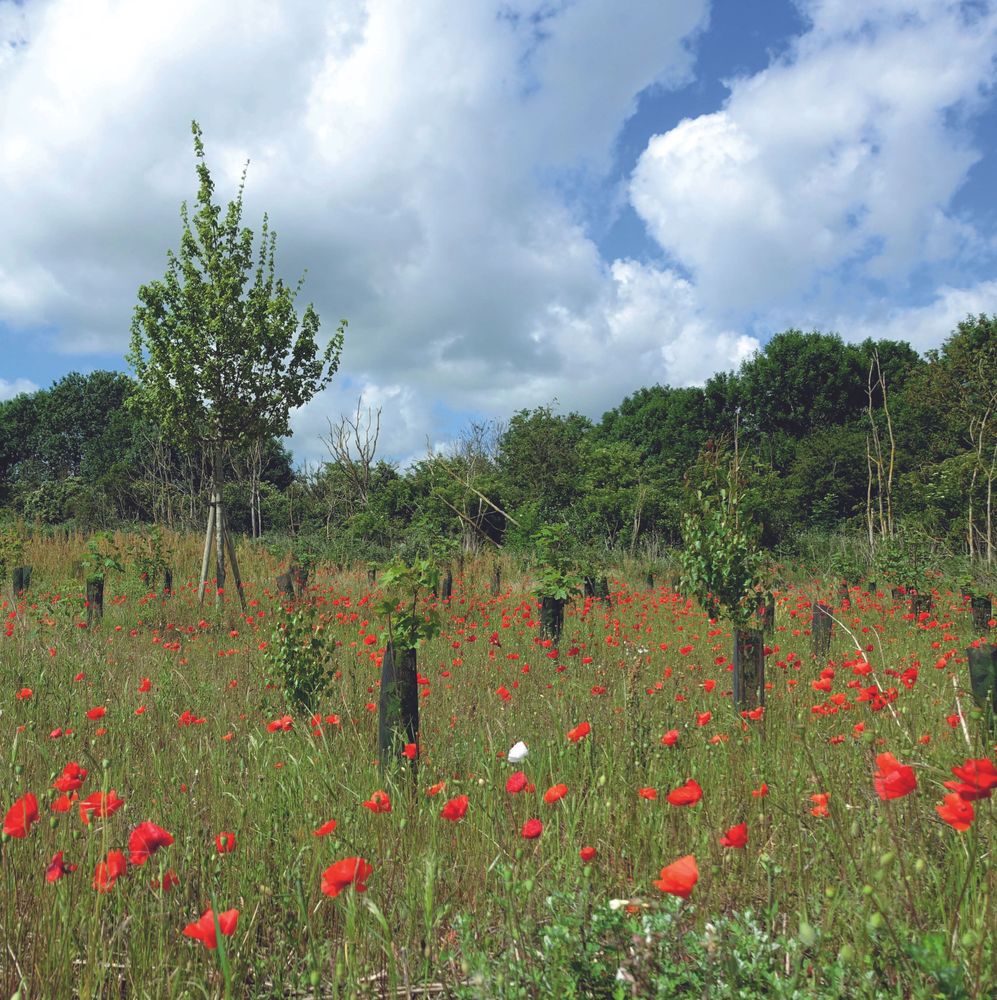 forêt de Maubuisson