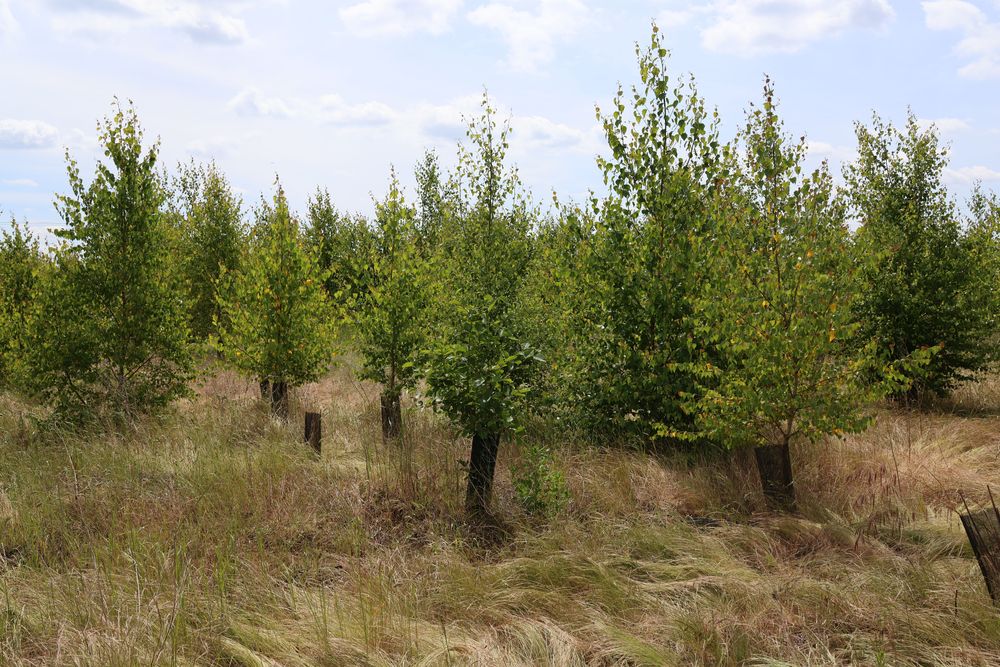 arbres de la forêt de maubuisson
