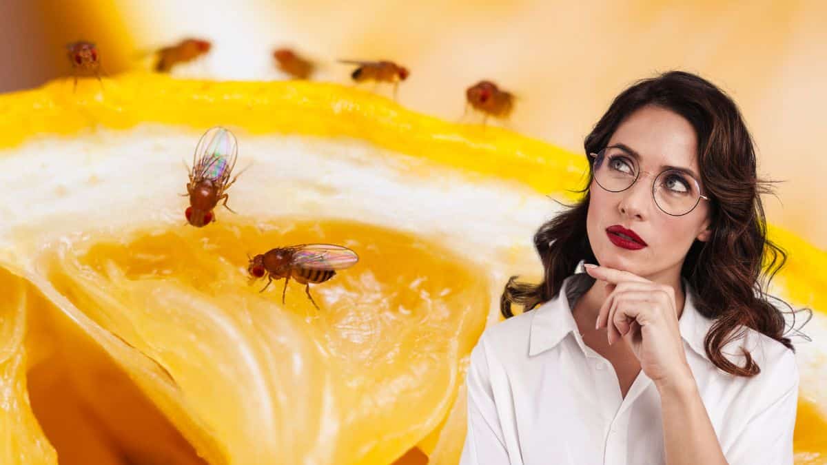 La plante parfaite pour éloigner tous les moucherons et les moustiques cet été