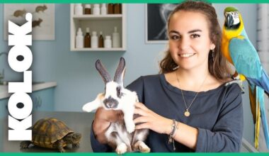 VIDÉO. « On peut soigner autant un lapin qu’un perroquet ! » Je teste le métier de