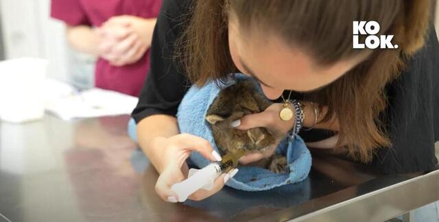 photo les lapins sont gavés en sortie d’opération pour s’assurer qu’ils sont bien nourris après l’opération.  ©  ouest-france