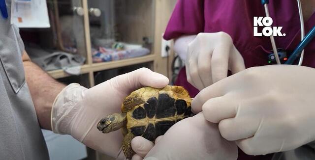 photo la tortue carapuce vient pour être pucée.  ©  ouest-france