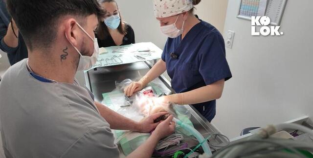 photo la chirurgie de stérilisation de lapine dure une heure.  ©  ouest-france