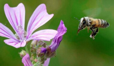 À Rennes, un geste simple contre l’extinction les abeilles : planter des fleurs mellifères