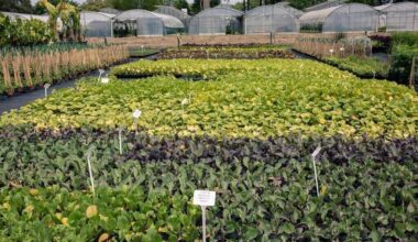 La ville de Nantes se dote d’une graineterie pour produire des propres végétaux