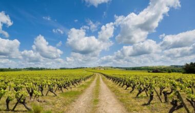 Orages : peu de dégâts dans les vignes du muscadet, la qualité du vin nantais devrait être