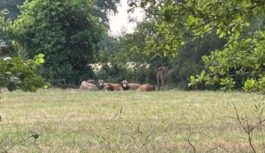 Fin de la divagation des taureaux près de Rennes : la dernière bête abattue