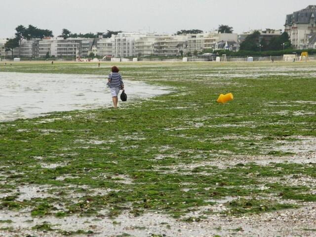 photo la cour administrative d’appel de nantes a condamné mardi 24 juin 2025 l’état à indemniser les proches d’un joggeur décédé en 2016 dans une vasière envahie d’algues vertes à l’embouchure du gouessant (côtes-d’armor).  ©  archives