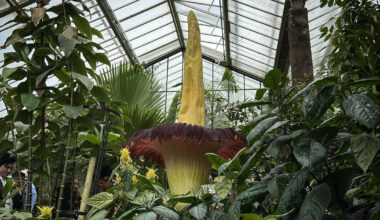 La rarissime floraison d’un pénis de titan attendue à Nancy – Libération