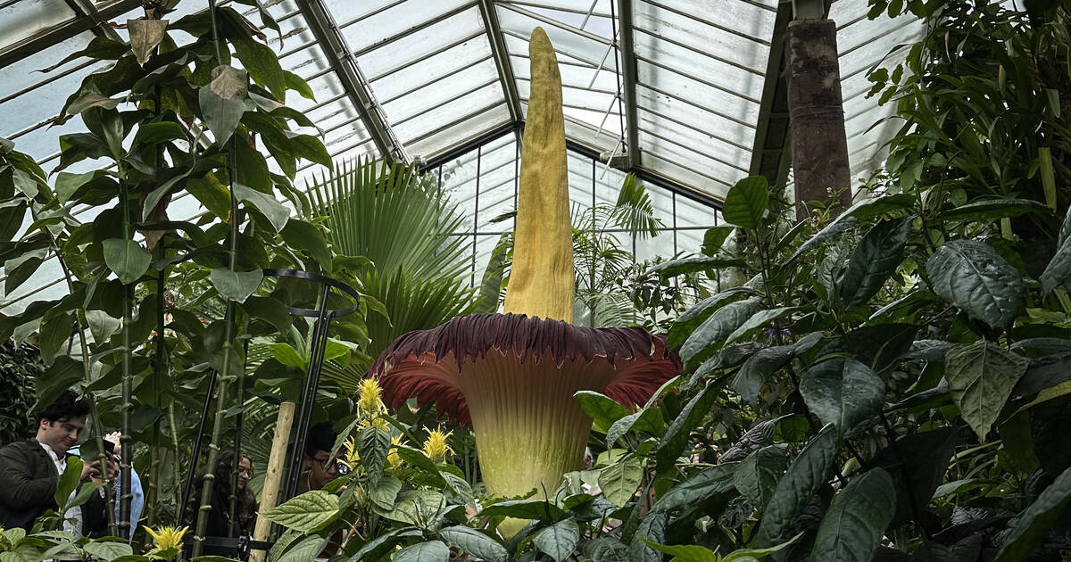 La rarissime floraison d’un pénis de titan attendue à Nancy – Libération