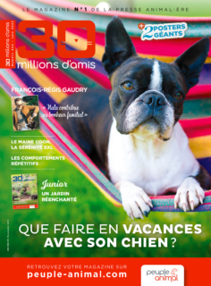 Que faire en vacances avec son chien ?