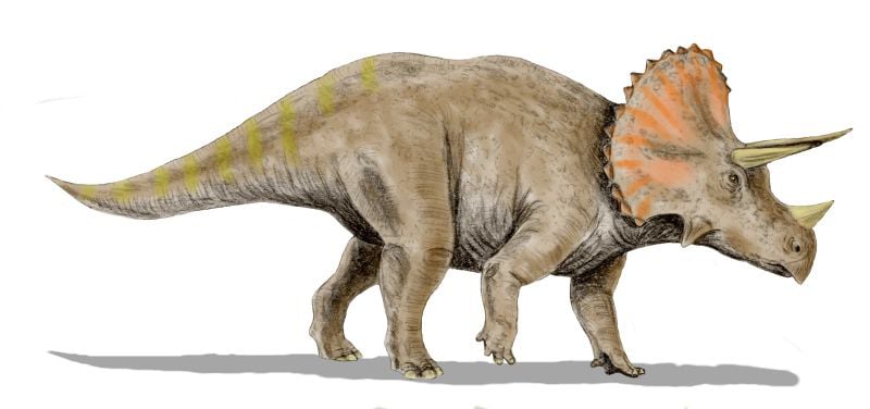 Triceratops Bw