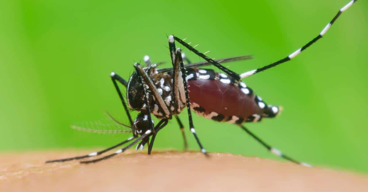 la Mairie propose des tarifs réduits pour l'achat de pièges anti-moustiques
