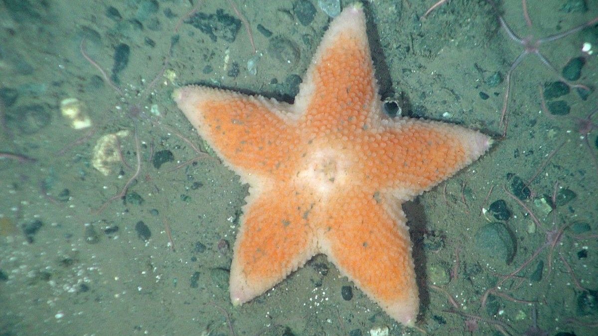 ours polaires étoiles de mer