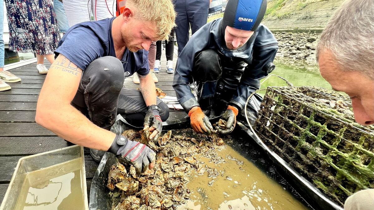 « Cela montre que la qualité de l’eau s’améliore » : les anguilles sont bien de retour dans la Seine à Rouen