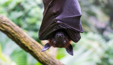 En Chine, deux nouveaux virus détectés chez des chauves-souris