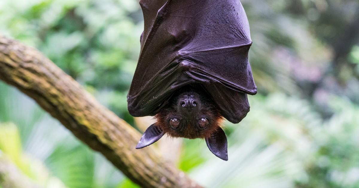 En Chine, deux nouveaux virus détectés chez des chauves-souris