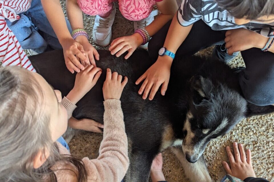 19 chiens de traineau ont séjournés dans la cour, pour leur plus grand bonheur et celui des élèves.