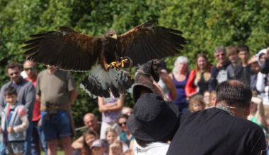 Une association s'indigne d'un spectacle de rapaces près de Rouen, l'affaire dégénère jusqu'à la gendarmerie