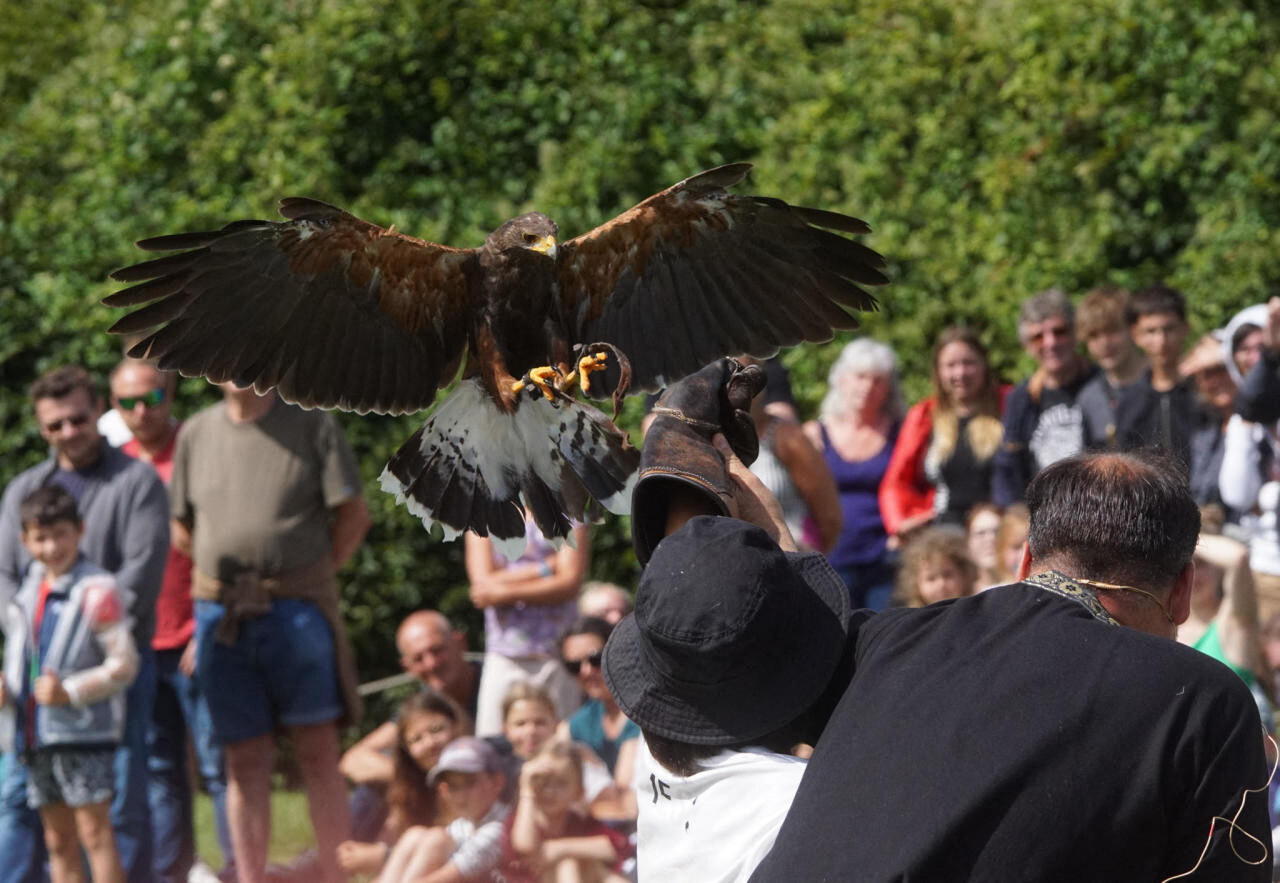 Une association s'indigne d'un spectacle de rapaces près de Rouen, l'affaire dégénère jusqu'à la gendarmerie