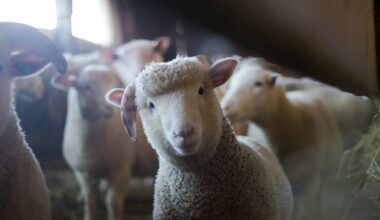 il égorge des moutons sans autorisation, la police intervient