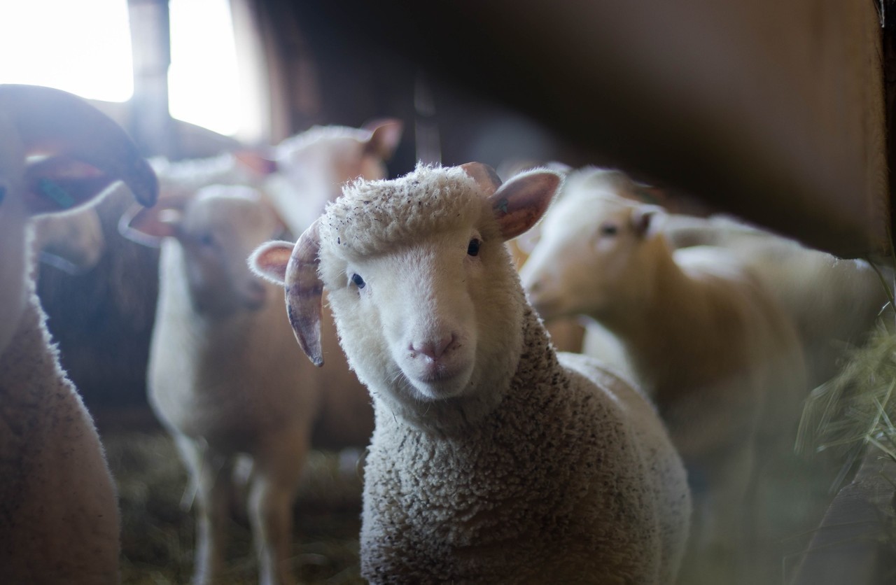 il égorge des moutons sans autorisation, la police intervient