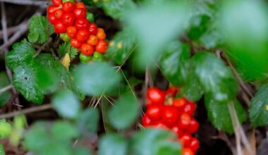 Le centre antipoison du CHU de Bordeaux alerte sur cette herbe toxique très répandue en Gironde