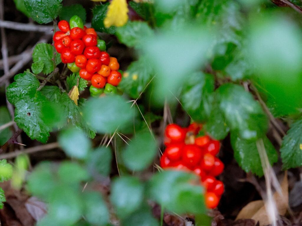 Le centre antipoison du CHU de Bordeaux alerte sur cette herbe toxique très répandue en Gironde