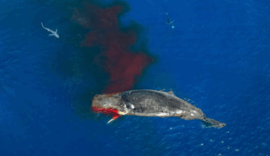 Une photo choc prise au large de Nice : quelle est l’histoire derrière ce cliché ? - Actu.fr