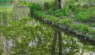 Nuits des forêts 2025 en Ile-de-France : le plein de balades et ateliers pour la nature