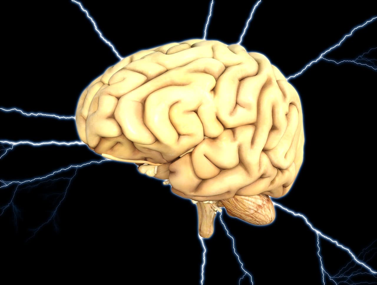 cerveau sillons plis