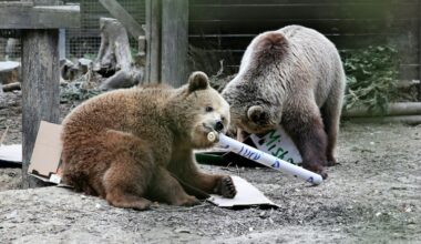Deux ours s