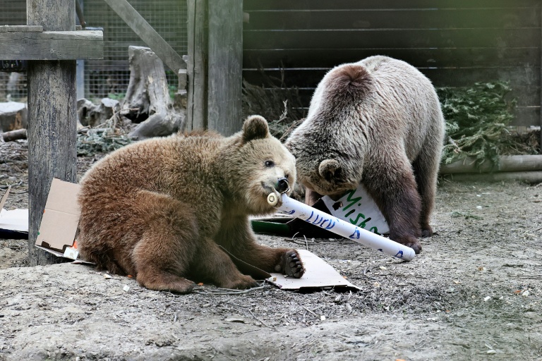 Deux ours s