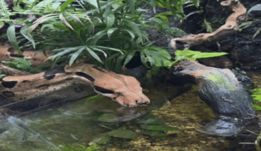 Près de Lyon. Un boa de 2,5 mètres s'échappe, le serpent recherché dans ces communes