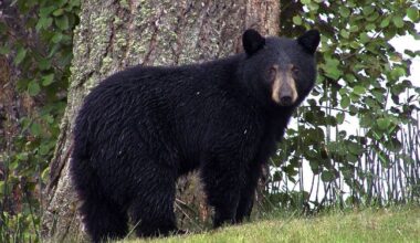 Un ours secouru après avoir vécu deux ans avec un couvercle en plastique autour du cou