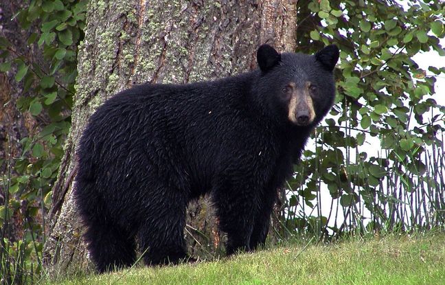 Un ours secouru après avoir vécu deux ans avec un couvercle en plastique autour du cou