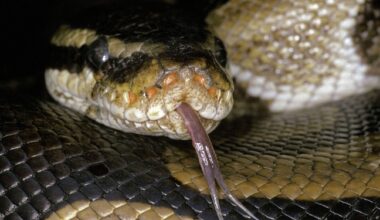 Un python royal s’échappe et sème la zizanie dans un immeuble