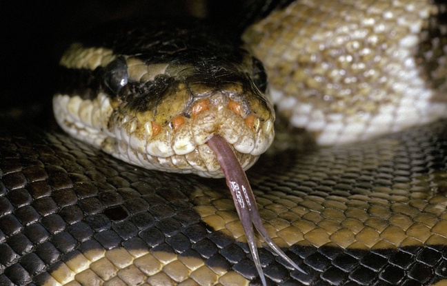Un python royal s’échappe et sème la zizanie dans un immeuble