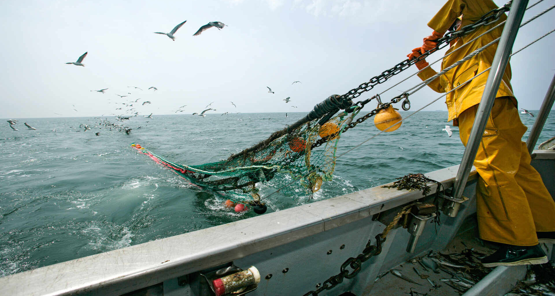 Aire marine sous "protection forte" : un statut qui ne protège rien ?