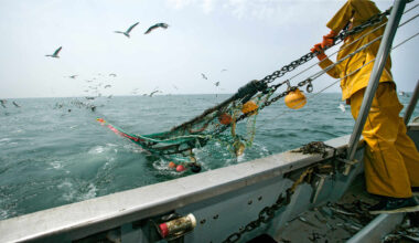 Aire marine sous "protection forte" : un statut qui ne protège rien ?