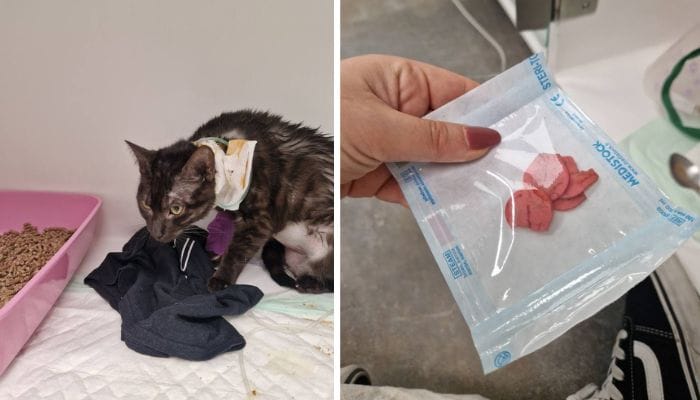 Le chat hospitalisé et les pétales en plastique