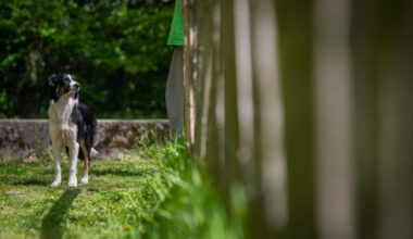 N'abandonnez pas votre animal ! / Actualités