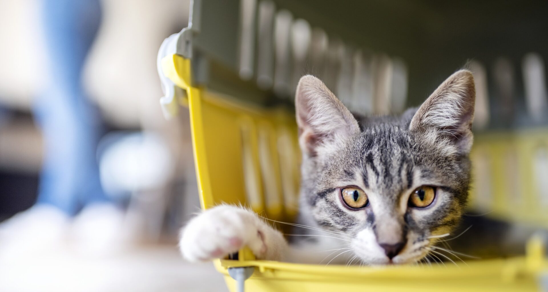 Une première législation européenne pour le bien-être des chiens et des chats
