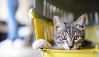 Une première législation européenne pour le bien-être des chiens et des chats
