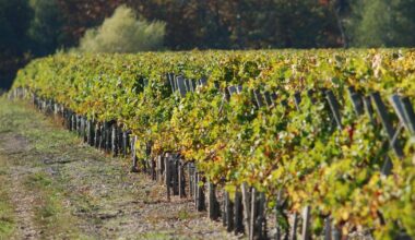les 10 meilleurs vins rouges de Pessac Léognan, des propriétés de légende aux cuvées accessibles