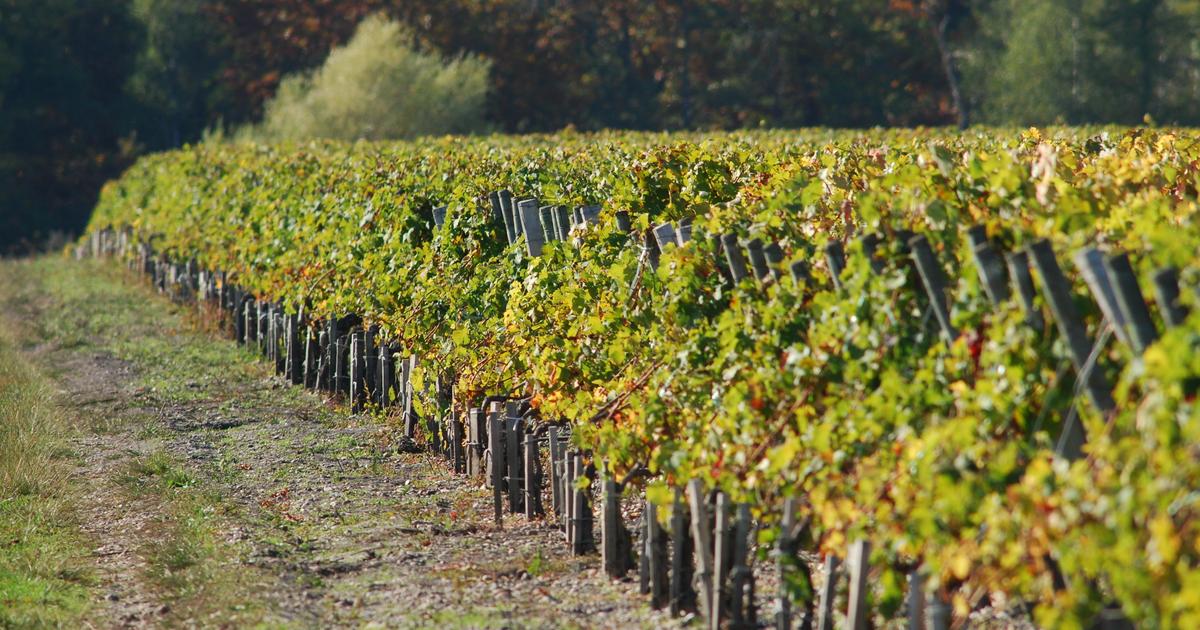les 10 meilleurs vins rouges de Pessac Léognan, des propriétés de légende aux cuvées accessibles