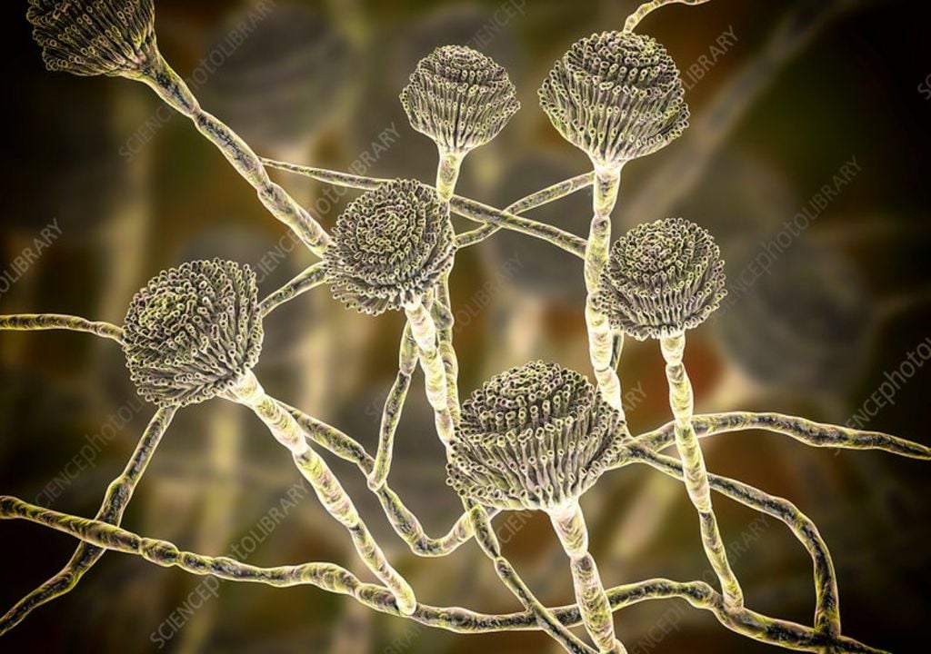 Aspergillus