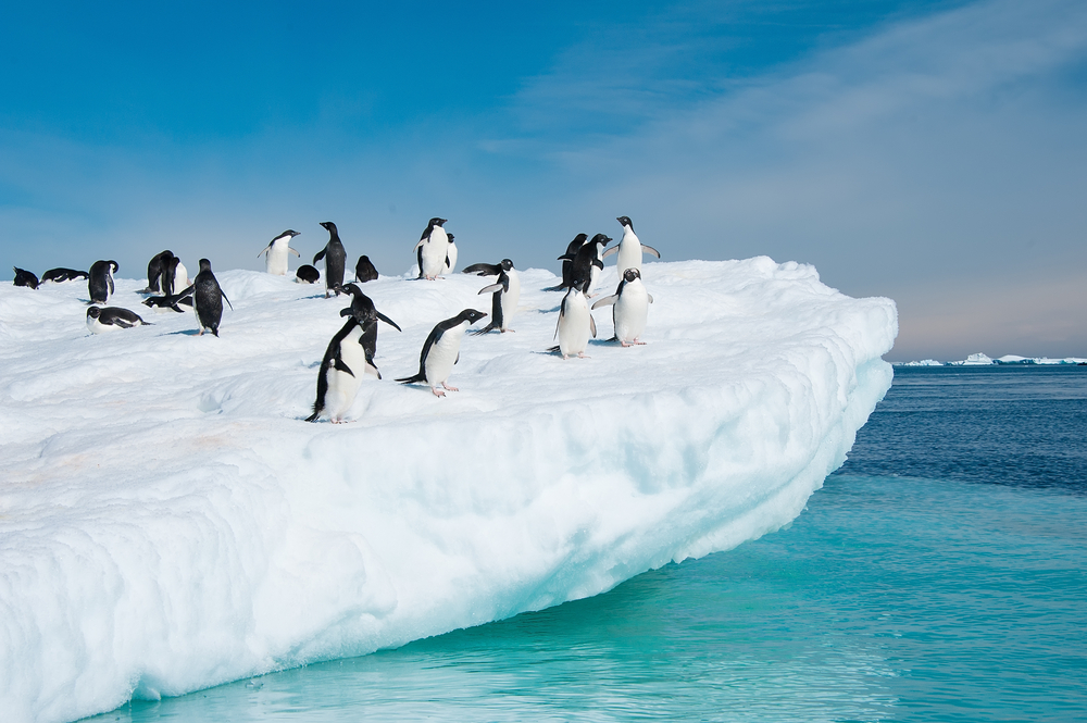 Groupe de manchots sur un bloc de glace flottant au-dessus d’une mer turquoise en Antarctique, symbole fragile d’un écosystème en mutation