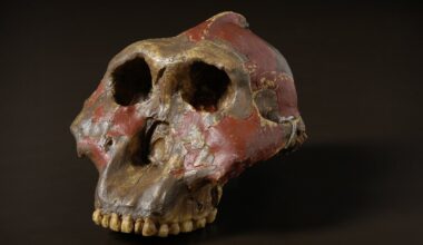 Paranthropus dents