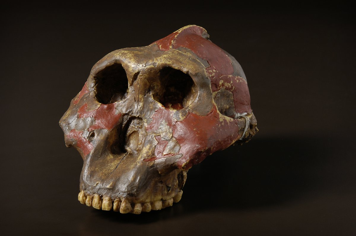 Paranthropus dents